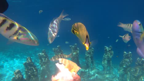 Taucherhände-Füttern-Tropische-Bunte-Unterwasserfische-Auf-Gili-Meno-Indonesien