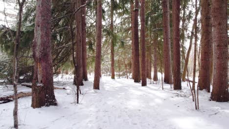 Gehen-Sie-An-Einem-Sonnigen-Tag-Durch-Einen-Lebhaften,-Schneebedeckten-Winterwaldweg-Mit-Hohen-Immergrünen-Kiefern-Im-Nördlichen-Ontario