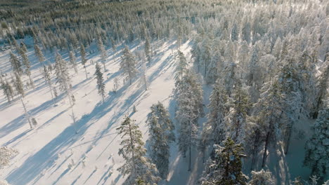 árboles-Iluminados-Por-El-Sol-En-El-Bosque-Al-Atardecer-Durante-El-Invierno-En-Rovaniemi,-Finlandia