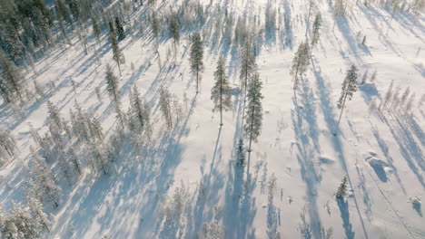 Bosque-De-Invierno-Iluminado-Durante-La-Puesta-De-Sol-En-Rovaniemi,-Finlandia