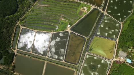 Aerial-drone-top-down-of-industrial-shrimp-farm-aquaculture-in-Thailand