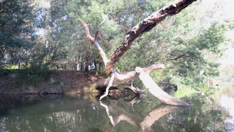 Un-Tronco-De-árbol-De-Goma-Caído-En-El-Agua-Del-Río-Goulburn