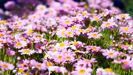 Pink-daisies-growing-in-a-field-as-the-wind-gently-blows---isolated-close-up