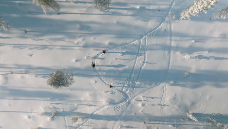 Top-View-Of-Skiers-In-Deep-Snow-Ground-Forest-In-Rovaniemi,-Finland
