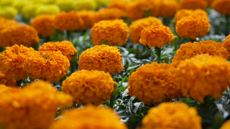 Orangefarbene-Und-Gelbe-Hybride-Ringelblumen,-Die-In-Einem-Feld-Wachsen---Isolierter-Fokusständer