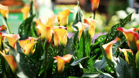 Orange-and-yellow-calla-lilies-in-a-flowerbed---isolated-close-up