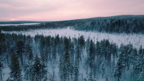 Volando-Sobre-Densos-árboles-De-Coníferas-En-Invierno-En-Laponia,-Finlandia