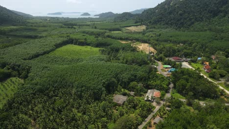 Aerial-drone-panorama-of-coastal-agriculture-plantations,-rubber,-palm-oil