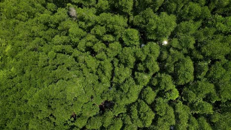 Aerial-descending-drone-shot-of-dense-mangrove-forest