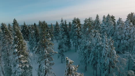 Vuelo-Bajo-Sobre-Las-Copas-De-Los-árboles-En-El-Bosque-De-Invierno-En-Rovaniemi,-Finlandia-Durante-La-Puesta-De-Sol