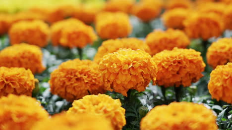 Orangefarbene-Hybrid-Ringelblumen,-Die-Auf-Einem-Feld-Wachsen---Gleitende-Isolierte-Ansicht,-Die-Sie-Fast-Riechen-Können