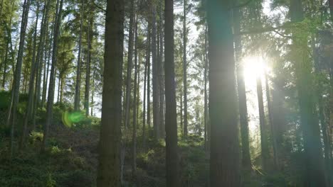 Eine-Kamera-Rollt-Sanft-Nach-Links-Durch-Einen-Dichten-Wald-Aus-Stehenden-Bäumen,-Während-Helle-Goldene-Lichtstrahlen-Die-Lebhaften-Grünen-Bäume-Und-Den-Waldboden-Beleuchten