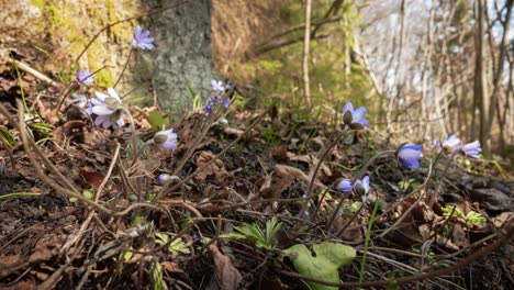 Wild-blue-purple-liver-leaf-flowers-open-and-turn-towards-the-sun-from-an-early-morning-in-a-spring-forest-in-Lithuania-on-a-sunny-day