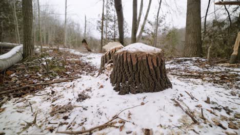 Large-Tree-Stump-with-teeth-marks-Gnawed-by-a-Canadian-Beaver-covered-in-snow