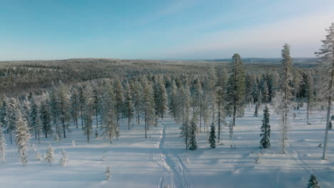 Gefrorener-Boden-Und-Nadelbäume-Im-Winter-Im-Rovaniemi-Wald-Bei-Sonnenuntergang