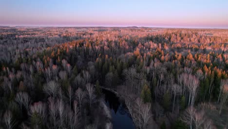 Tall-bare-trees-and-green-blossoming-conifers-are-reflected-in-the-winding-river-in-the-vast-nature-of-Lithuania-on-a-spring-day-time-sunset