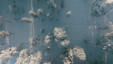 Eine-Gruppe-Von-Kiefern,-Die-Im-Winter-Im-Finnischen-Rovaniemi-Wald-Während-Des-Sonnenuntergangs-Mit-Frost-Und-Schnee-Bedeckt-Sind---Overhead-Aufnahme