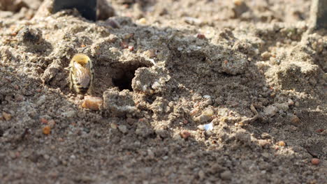 some-sand-bees-fly-around-the-entrance-to-the-burrow