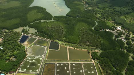 Aerial-drone-of-industrial-shrimp-farm-aquaculture