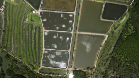 Aerial-ascending-shot-of-shrimp-farm-aquaculture