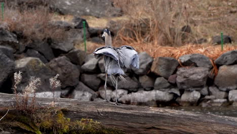 Slow-motion-of-heron-flying-from-a-rock-to-a-log-on-a-river