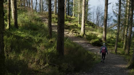Una-Mujer-Va-De-Excursión-Por-Un-Camino-Empinado-A-Través-De-Un-Bosque-De-Coníferas-Verde-Y-Exuberante-Mientras-Los-Rayos-De-Sol-Resaltan-Los-árboles-Y-El-Sendero-Para-Caminar-A-Lo-Largo-Del-Borde-De-Loch-Ard,-Aberfoyle,-Escocia