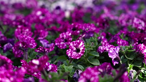 Vibrant-close-up-of-spotted-purple-petunias-in-a-breezy-day