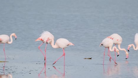 Pink-flamingo--in-slow-motion,-Thessaloniki,-Greece