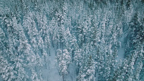Snow-covered-Forest-At-Winter-In-Lapland,-Finland