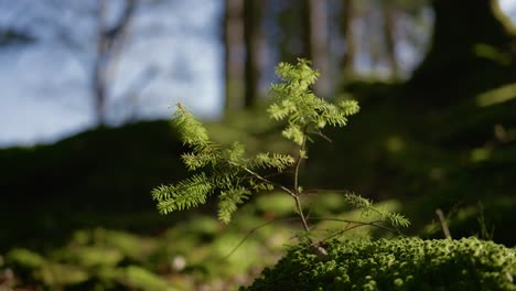 A-small-bright-green-sapling-of-a-young-conifer-tree-grows-out-of-a-mossy-log-and-gently-sways-in-the-breeze