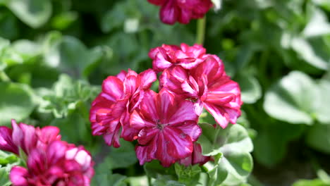 Bright-and-vibrantly-colored-pink-geraniums---isolated-close-up