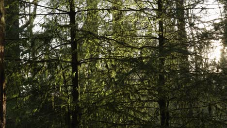 Eine-Kamera-Schwenkt-Sanft-Nach-Oben-Durch-Das-Dichte-Kronendach-Der-Waldbäume,-Während-Helle-Goldene-Lichtstrahlen-Die-Lebhaften-Grünen-Bäume-Und-Den-Waldboden-Beleuchten