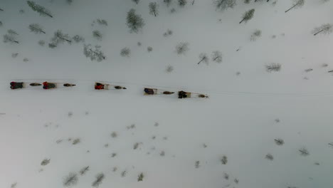 Top-View-Of-Reindeer-Ride-Traveling-Through-Snowscape-Forest-In-Muonio,-Finland