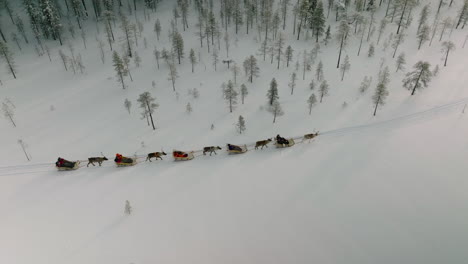 Bird's-Eye-View-Of-Reindeers-Pulling-People-On-Sleigh-At-Winter-In-Muonio,-Finland