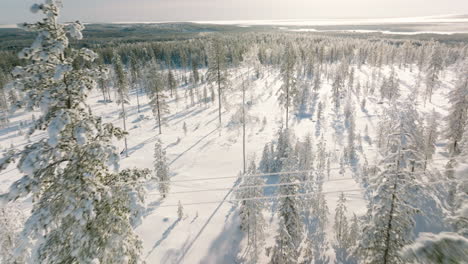 Sol-Brillante-Al-Atardecer-Brillando-Sobre-El-Bosque-De-Pinos-Cubierto-De-Nieve-Fresca-En-Invierno-En-Rovaniemi,-Finlandia