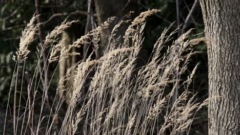 A-crop-of-winter-grasses-swaying-in-a-light-Spring-breeze,-England
