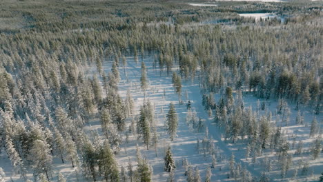 Pine-Trees-In-The-Forest-Covered-With-Snow-At-Winter-In-Rovaniemi,-FInland
