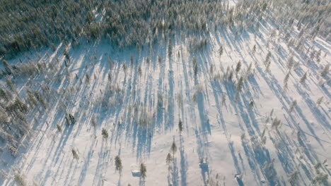 Aerial-View-Of-Pine-Tree-Forest-Covered-With-Snow-Sunlit-At-Sunset-Time-In-Rovaniemi,-Finland