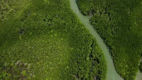 Aerial-drone-of-dense-mangrove-forest-and-river