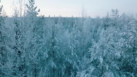 Lush-Forest-Covered-With-Snow-During-Sunset-In-Finland