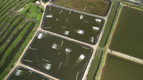 Aerial-static-shot-of-industrial-shrimp-farm-aquaculture-in-Thailand