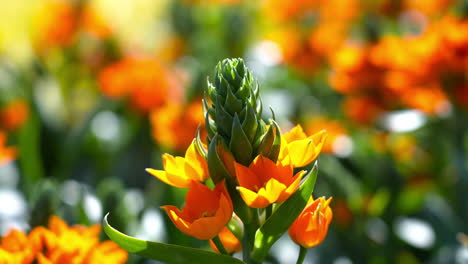 Flores-De-Primavera-Que-Florecen-En-Un-Jardín-Botánico,-Aisladas-En-Un-Racimo-De-Flores-De-Naranja