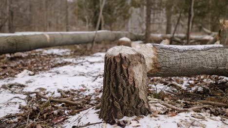 Umgestürzter-Baum-Mit-Angenagtem-Stumpf-Und-Angekautem-Stamm-Vom-Biber,-Der-Abholzung-Verursacht