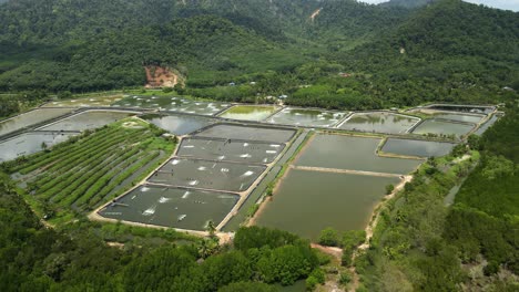 Aerial-left-pan-of-industrial-shrimp-farm-aquaculture-in-Thailand