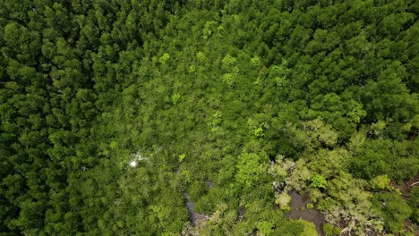 Aerial-bird-eye-view-shot-of-mangrove-forest