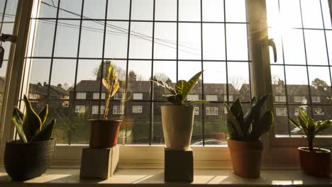 sunrise-with-the-house-plants