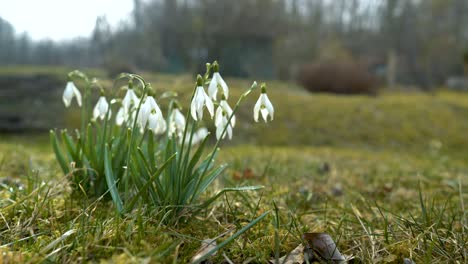 backlit-snowdrops-in-a-sunny-morning-garden,-jib-shot-down,-low-angle