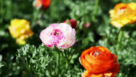 Colorful-cultivated-hybrid-ranunculus-flowers-growing-in-a-flowerbed---isolated-close-up