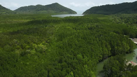 Aufsteigende-Aufnahmen-Aus-Der-Luft-Von-Mangrovenwäldern