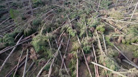 Cinematic-drone-footage-flying-low-over-a-devastated-forest-of-snapped-and-uprooted-pine-trees-in-a-forestry-plantation-after-an-extreme-storm-event-in-Scotland-in-changing,-dappled-evening-light